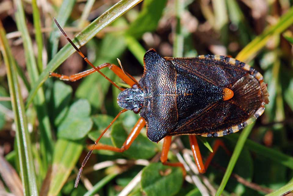 Pentatomidae: Pentatoma rufipes del Trentino